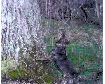 Stumpy on the tree