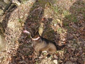 Buddy afer being treed for a while