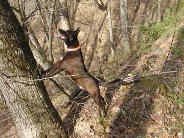 Buddy on the tree