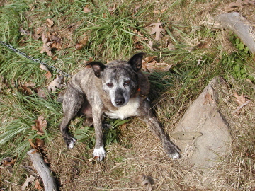 Stubby Junior, I doubt if my pickup truck would hold all the squirrels killed from this dog